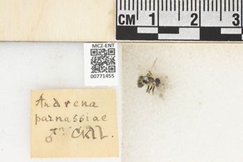 Media type: image;   Entomology 771455 Aspect: Labels